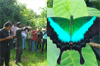 Mangalore University campus records 71 butterfly species in first-ever survey